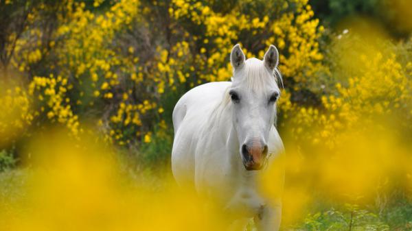 Free animal horse 4k hd 2 wallpaper download