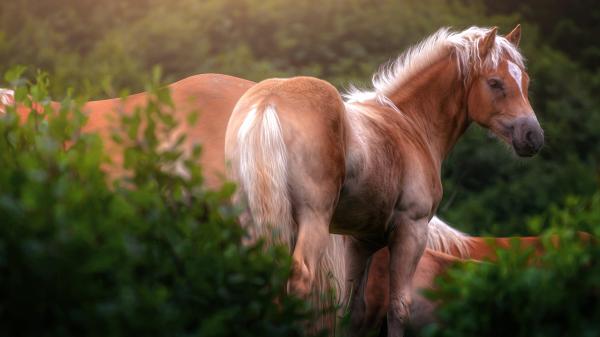 Free animal horse 4k hd wallpaper download