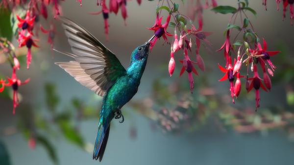 Free animal hummingbird 4k hd 2 wallpaper download