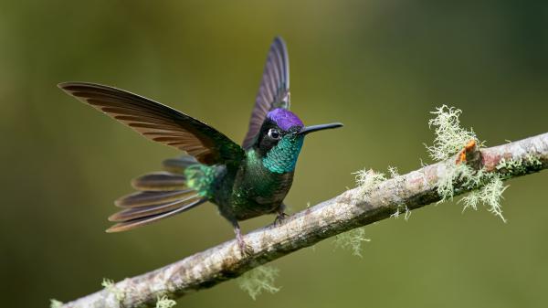 Free animal hummingbird 4k hd wallpaper download