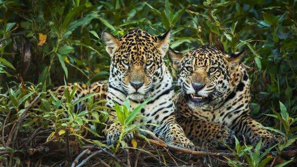 Free animal jaguar 4k hd animals wallpaper download