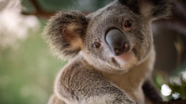 Free animal koala 4k hd wallpaper download