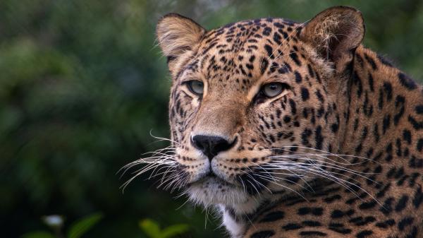 Free animal leopard 4k hd animals wallpaper download