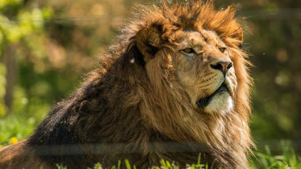 Free animal lion 2 4k hd animals wallpaper download