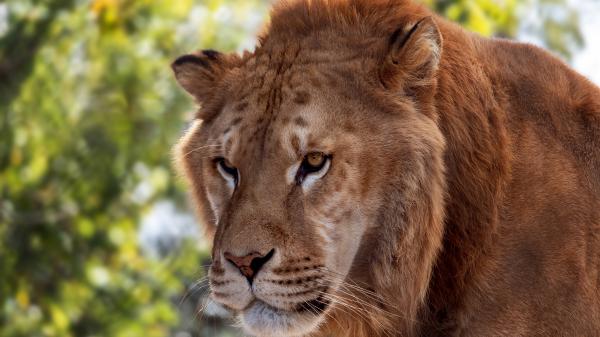 Free animal lion 4k 4k hd animals wallpaper download