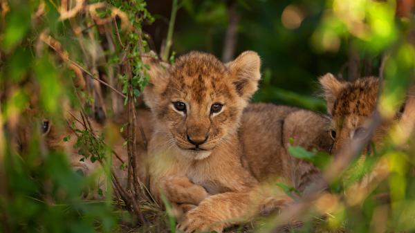 Free animal lion 4k 5k hd animals 2 wallpaper download