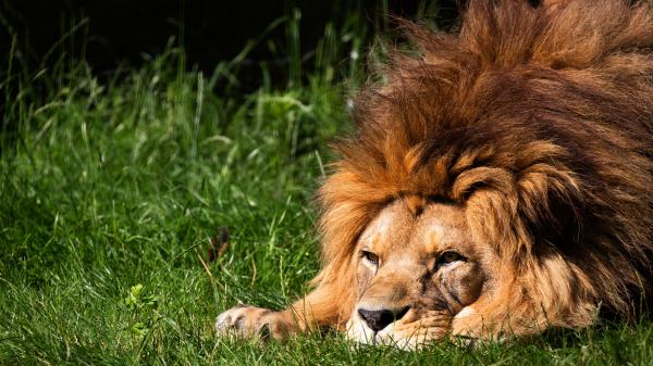 Free animal lion 4k 5k hd animals 3 wallpaper download