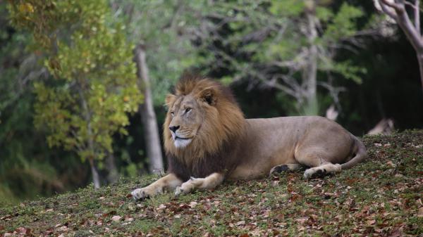 Free animal lion 4k 5k hd animals wallpaper download