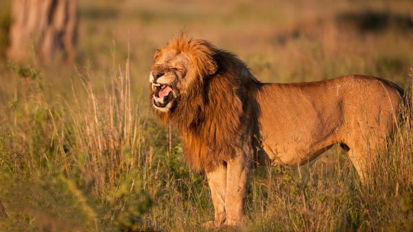 Free animal lion 4k hd 2 wallpaper download