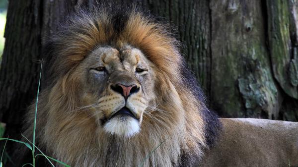 Free animal lion 4k hd 3 wallpaper download