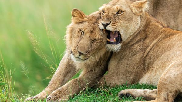 Free animal lion 4k hd animals 2 wallpaper download