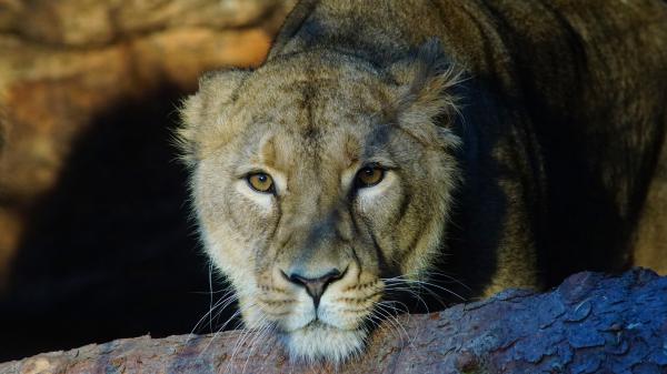 Free animal lion 4k hd animals 3 wallpaper download