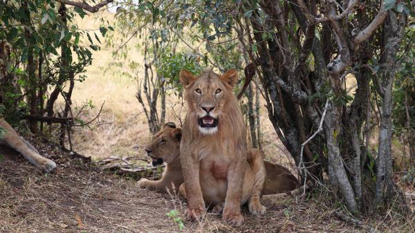 Free animal lion 4k hd animals 5 wallpaper download