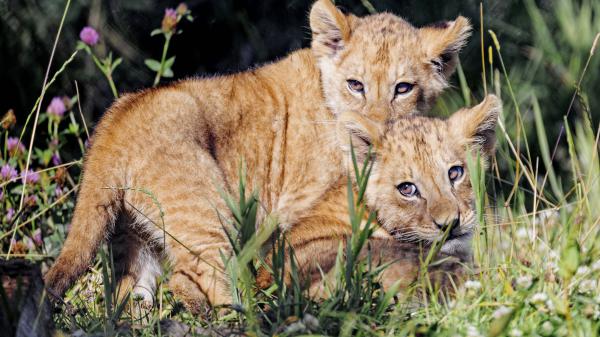 Free animal lion 4k hd animals 6 wallpaper download