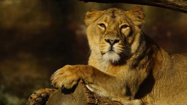 Free animal lion 4k hd animals wallpaper download