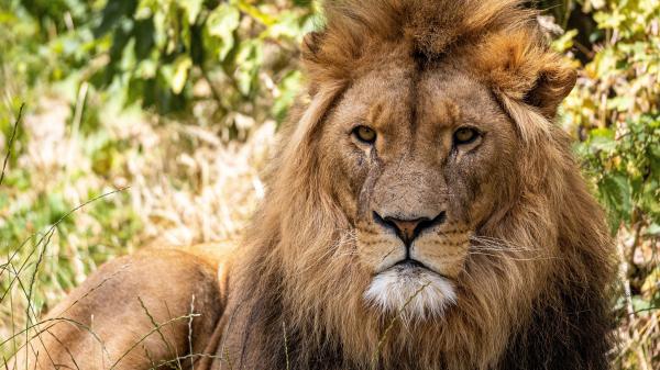 Free animal lion 4k hd wallpaper download