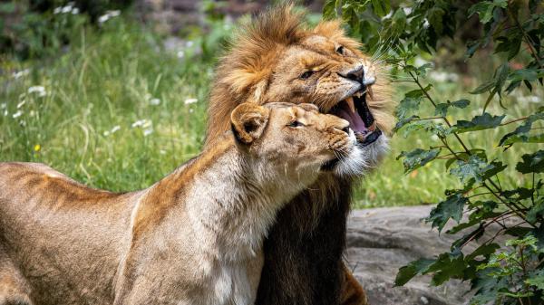 Free animal lion with cub 4k hd wallpaper download