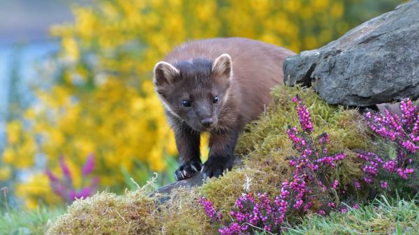 Free animal marten 4k 5k hd wallpaper download