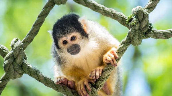 Free animal monkey 4k 5k hd animals wallpaper download