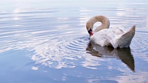 Free animal mute swan 4k hd wallpaper download