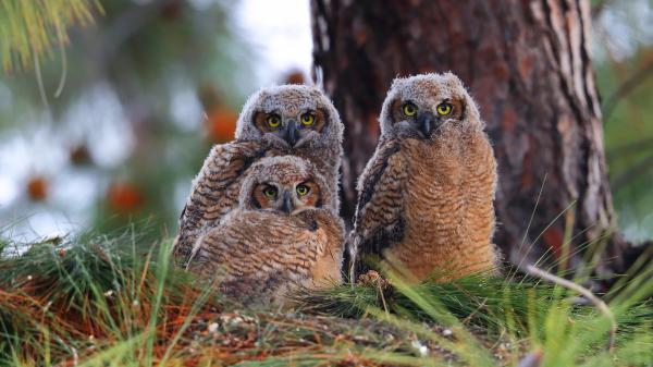 Free animal owl 4k 1 hd animals wallpaper download