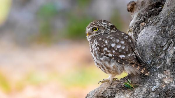 Free animal owl 4k hd wallpaper download