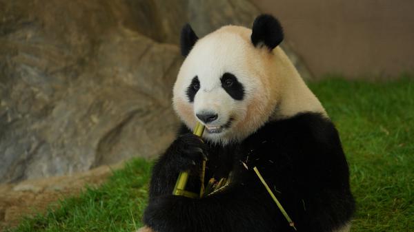 Free animal panda 1 4k hd animals wallpaper download