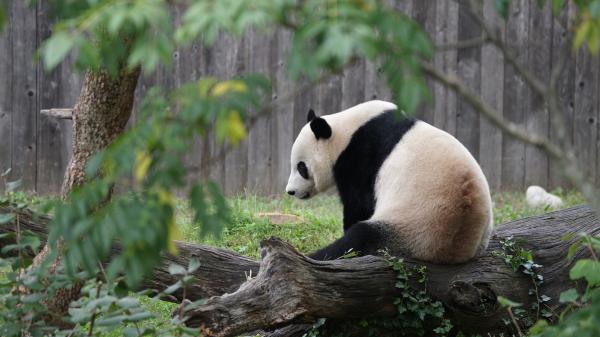 Free animal panda 2 4k hd animals wallpaper download