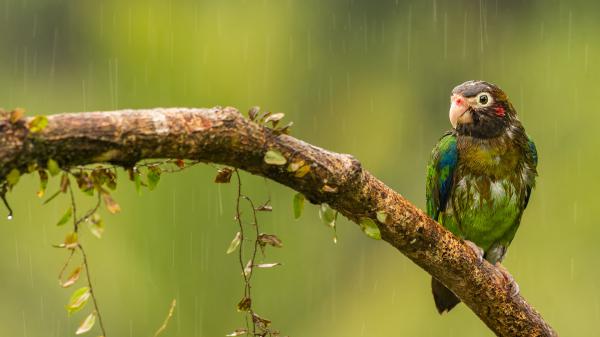 Free animal parrot 4k hd 2 wallpaper download