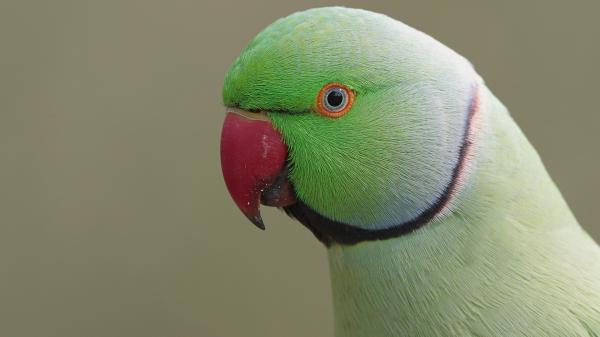 Free animal parrot 4k hd wallpaper download