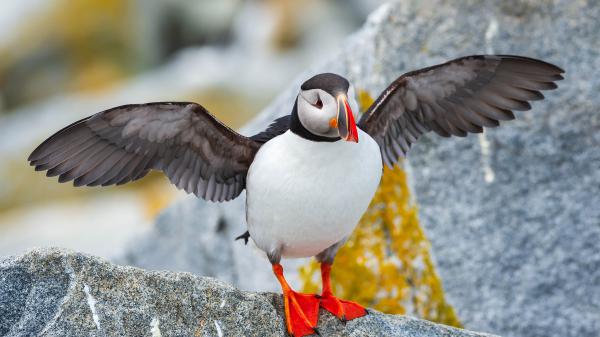 Free animal puffin 4k hd wallpaper download