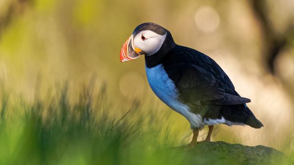 Free animal puffin blue 4k 5k hd wallpaper download