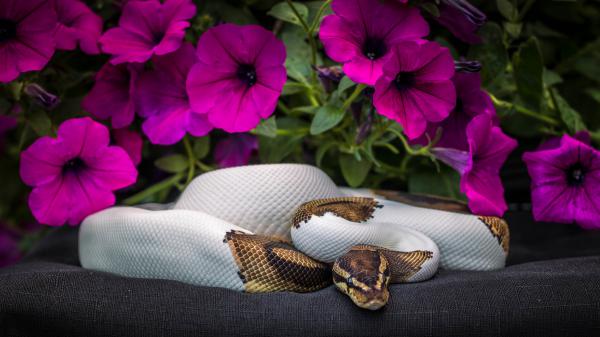 Free animal python 4k hd wallpaper download