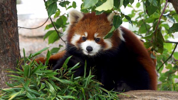 Free animal red panda 4k 5k hd wallpaper download