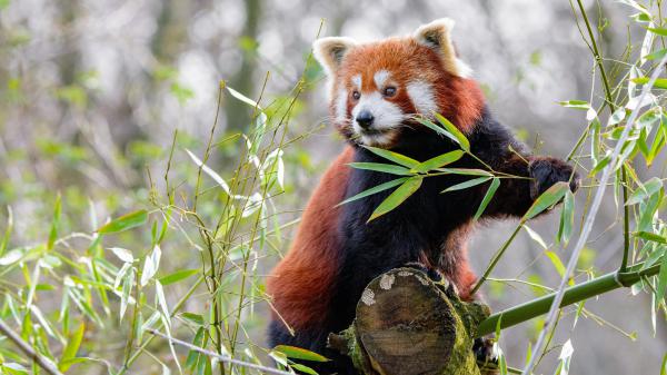 Free animal red panda 4k hd wallpaper download