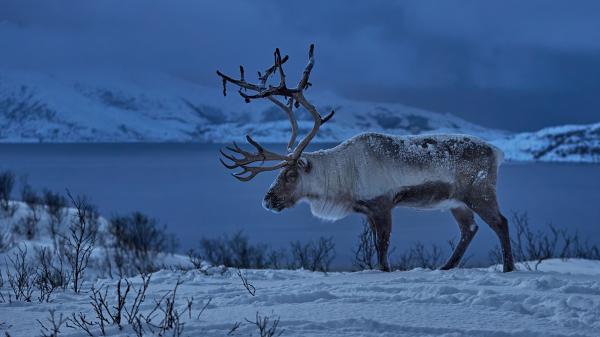 Free animal reindeer hd wallpaper download