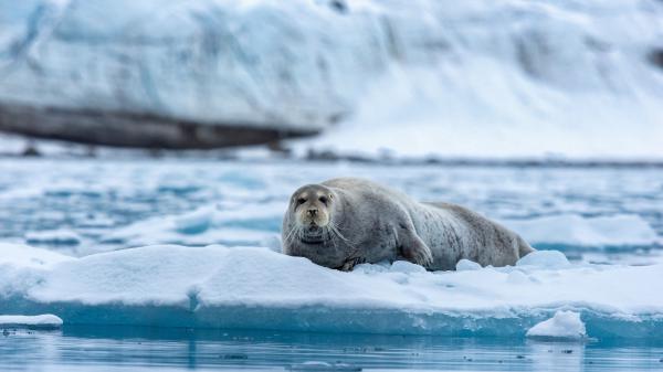 Free animal seal 4k 5k hd animals wallpaper download