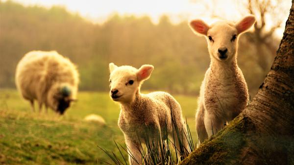 Free animal sheep 4k hd animals wallpaper download