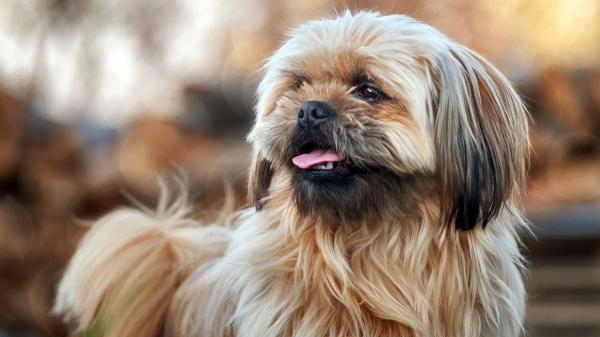 Free animal shih tzu 4k hd wallpaper download