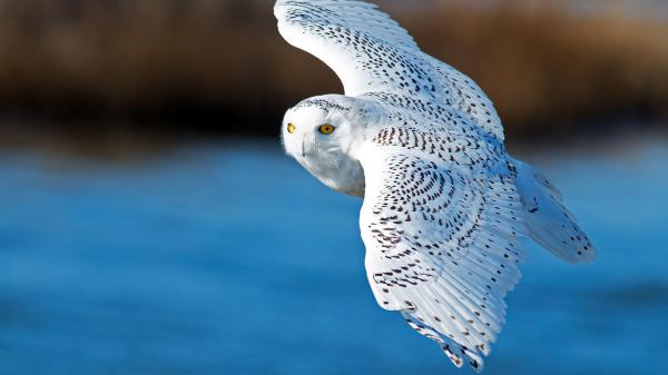 Free animal snowy owl fly hd wallpaper download