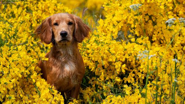 Free animal spaniel 4k 5k hd wallpaper download