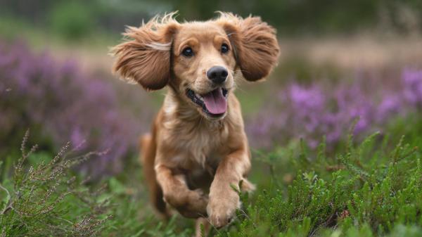 Free animal spaniel 4k hd animals wallpaper download