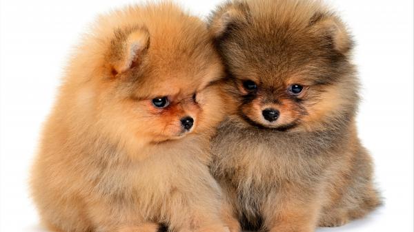 Free animal spitz 4k 5k hd animals wallpaper download