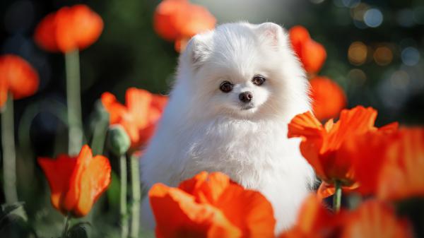 Free animal spitz hd wallpaper download