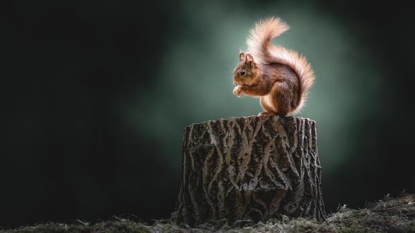 Free animal squirrel 4k 5k hd animals 2 wallpaper download