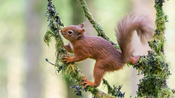 Free animal squirrel 4k 5k hd animals wallpaper download