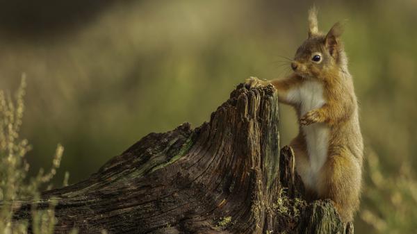 Free animal squirrel 4k hd animals 2 wallpaper download