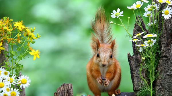 Free animal squirrel cute look with blur background hd animals wallpaper download