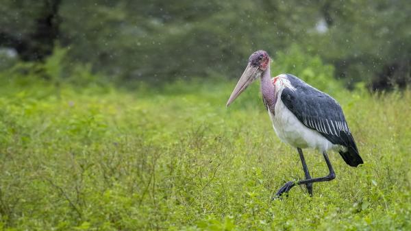 Free animal stork hd wallpaper download