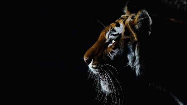 Free animal tiger 4k hd 2 wallpaper download